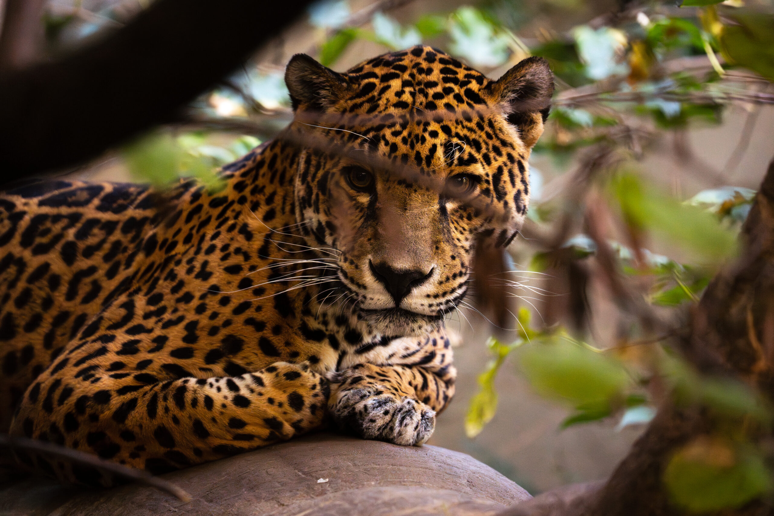 Composition in Photography